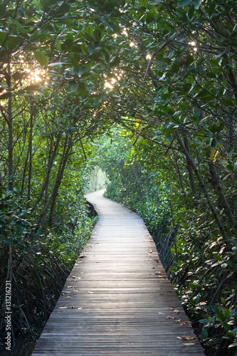 Mangrove Passage