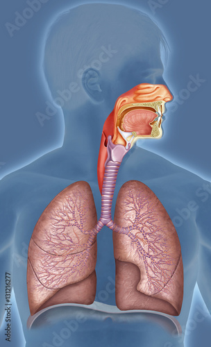 ilustracion sistema respiratorio humano photo