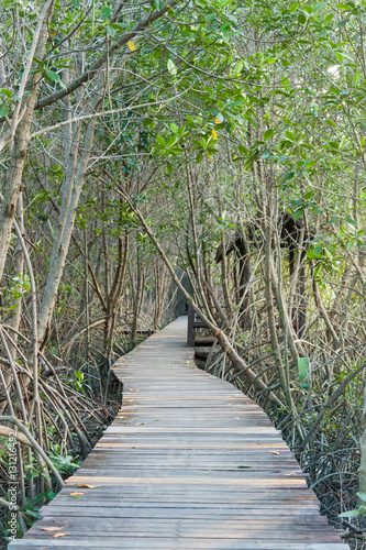 Mangrove Passage
