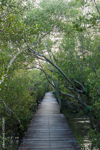 Mangrove Passage