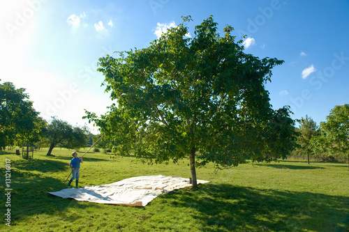 Man retrieving walnuts from tree with pole in walnut grove photo