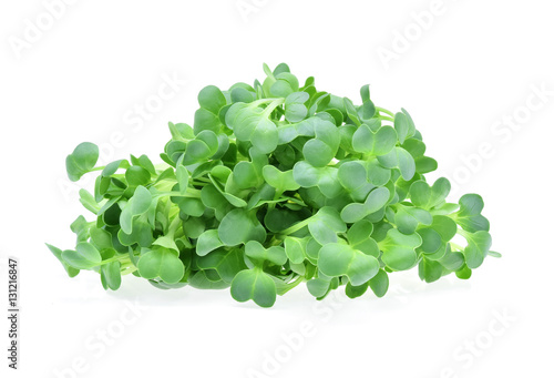 microgreens; white; background; microgreen; alfalfa; growing; su