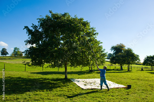 Man retrieving walnuts from tree with pole in walnut grove photo