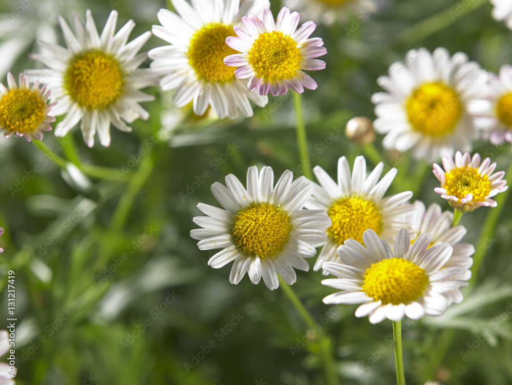 daisy flower daisy flower