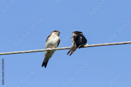 two little black birds swallows sitting on wires open beaks © nataba