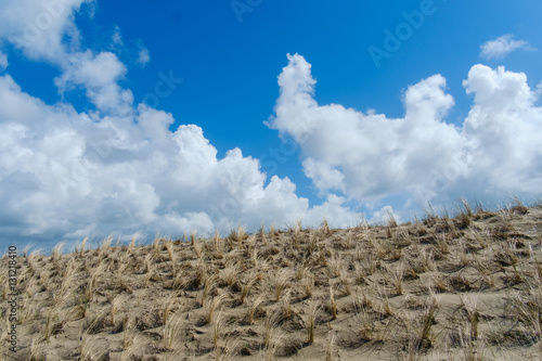 Newly planted marram grass on a dune.