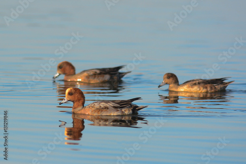 Fischione (Anas penelope) - gruppo in acqua photo