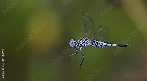 Dragonfly, Dragonflies of Thailand ( Acisoma panorpoides ), Dragonfly on flying photo