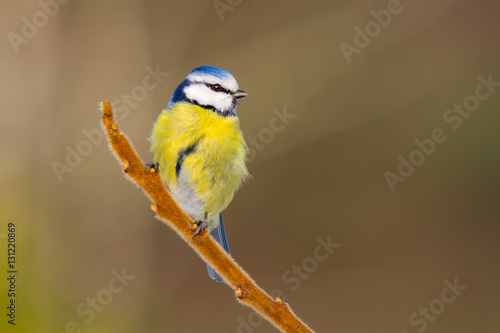 Blaumeise auf schönem flauschigen Zweig