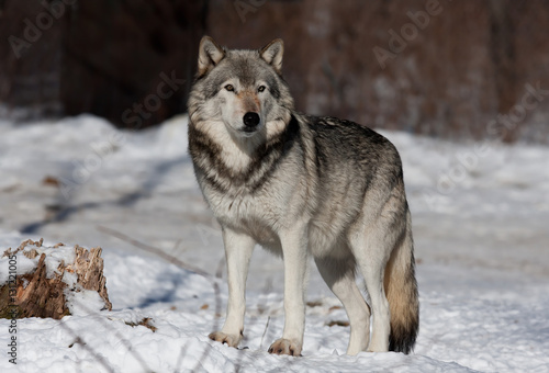 A lone Timber wolf or Grey Wolf  Canis lupus  walking in the winter snow in Canada