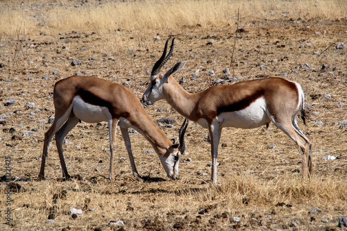 Namibia - Etoscha Nationalpark - Springbock