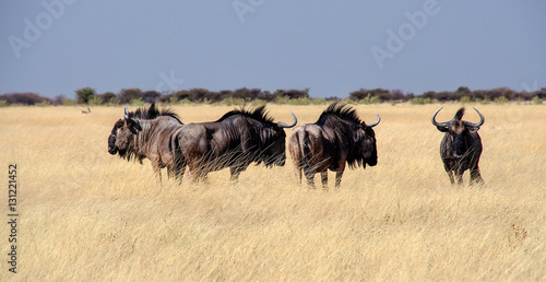 Fototapeta Naklejka Na Ścianę i Meble -  Namibia - Etoscha Nationalpark - Streifengnu - Connochaetes taurinus