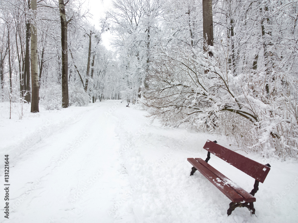 custom made wallpaper toronto digitalPark in winter.
