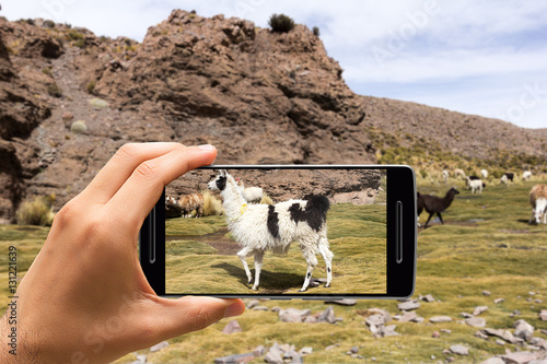 Snapshot of llama