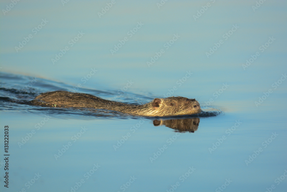 Nutria o castorino (Myocastor coypus) nell'acqua Nutria o castorino (Myocastor coypus) nell'acqua