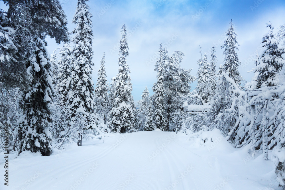 beautiful snowy forest landscape in Finland, Lapland