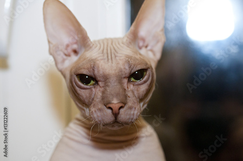 Sphynx cat black and white © snaillens