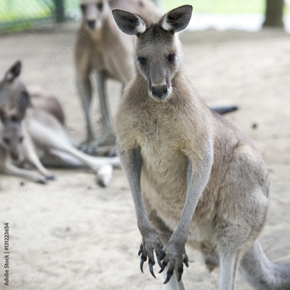 Kangaroo Kangaroo