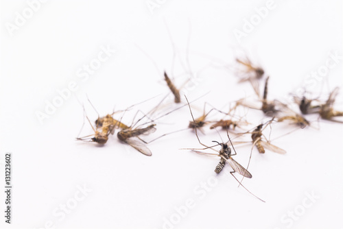 Group death of Aedes aegypti Mosquito.