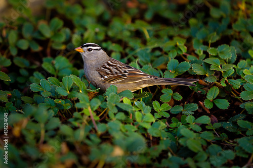 White Crowned Sparrow photo