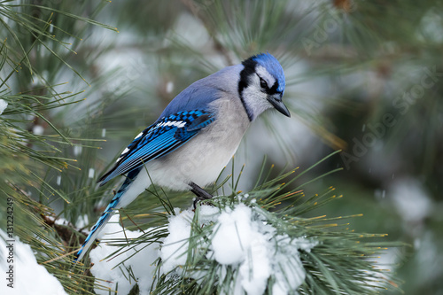 Blue Jay - Cyanocitta cristata - perched in a pine tree amongst snow falling and accumulated in the branches.
