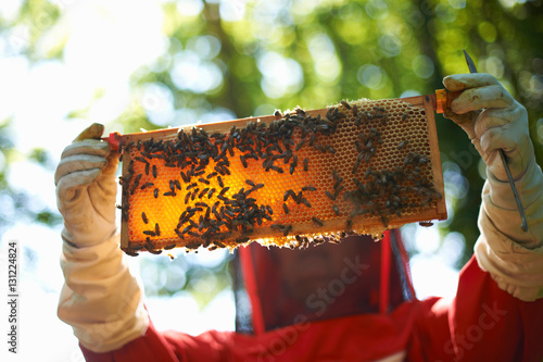 Beekeeper holding hive frame in front her photo