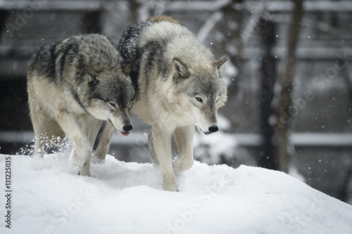 Wolf © YAMAGUCHI Akira