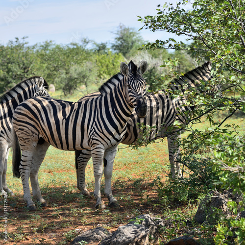 Fototapeta Naklejka Na Ścianę i Meble -  Zebras in Etosha, Namibia