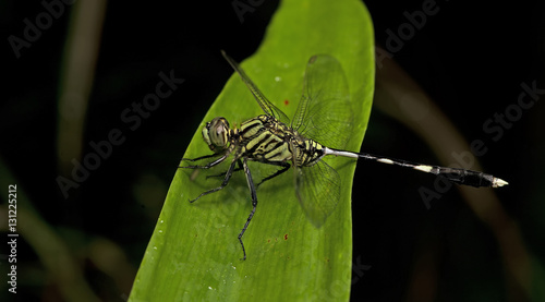 Dragonfly, Dragonflies of Thailand ( Orthetrum sabina ), Dragonfly rest on green leaf photo