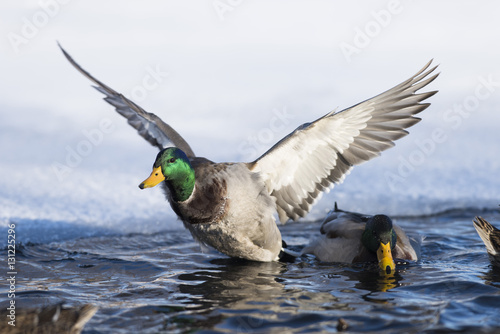 Landing Duck in a pond