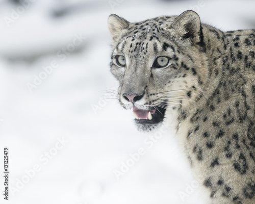 Snow leopard