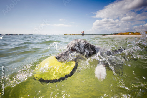 Australian Shepherd fetching flying disc from sea, Fort Walton Beach, Florida, USA photo