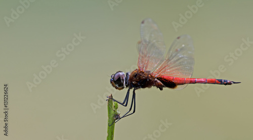 Dragonfly, Dragonflies of Thailand ( Tramea transmarina ), Dragonfly rest on twigs photo