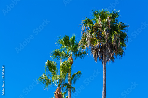Palm trees in Laguna Beach