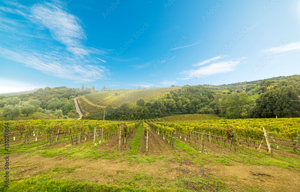 Vineyard in Montalcino