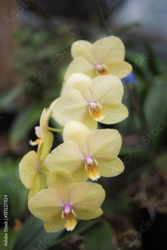 Yellow Orchid - tropical exotic flowers - rain forest plants - vegetation of tropical forest