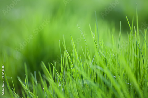Greenery green grass background, macro view soft focus shallow depth of field