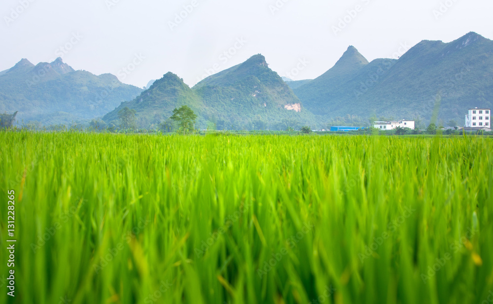 Obraz premium Rice field and karst scenery in Guangxi, China