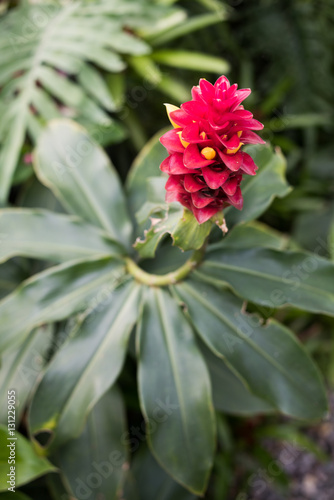 Fototapeta Naklejka Na Ścianę i Meble -  Colombia - Tropical red ginger flower, close up. Blossom Red Ginger (Tahitian Red Ginger, Ostrich Plume)