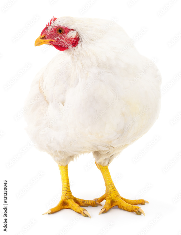 Fototapeta premium White hen isolated.