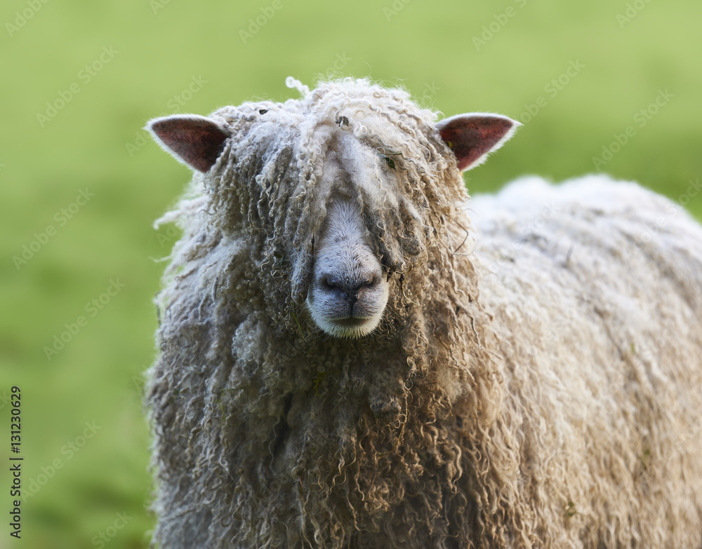Fototapeta premium Pull the wool over your eyes, shaggy sheep