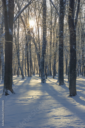 Winter evening - trees cove...