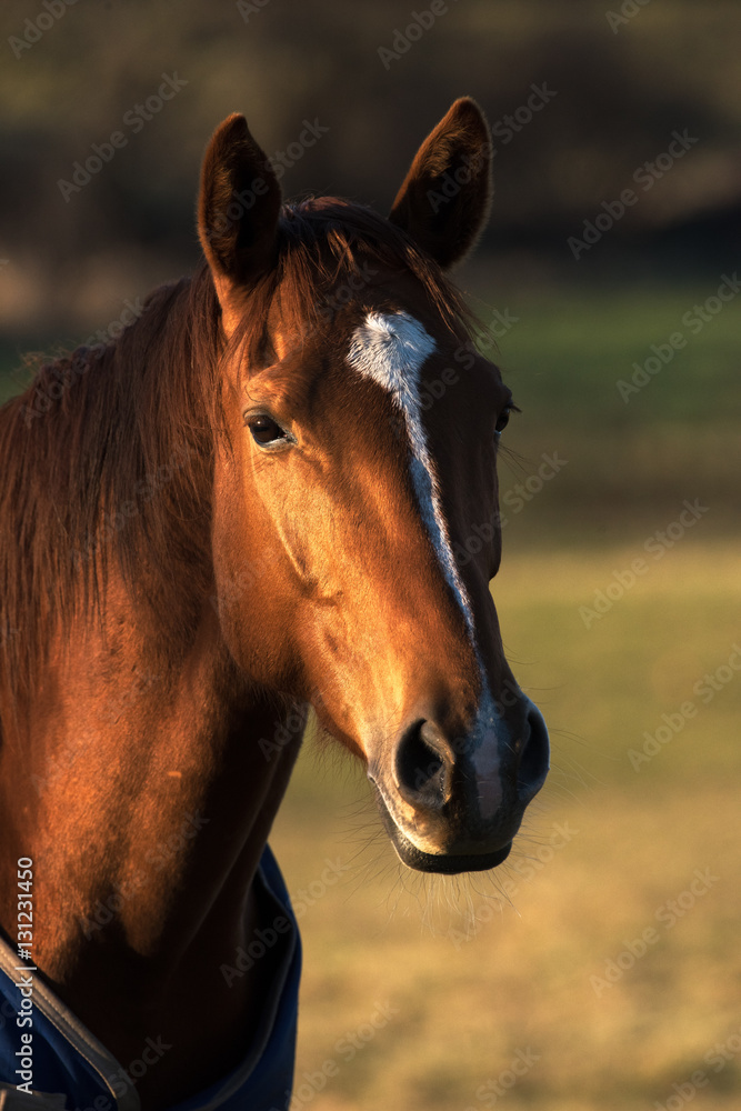 Glowing Horse Glowing Horse