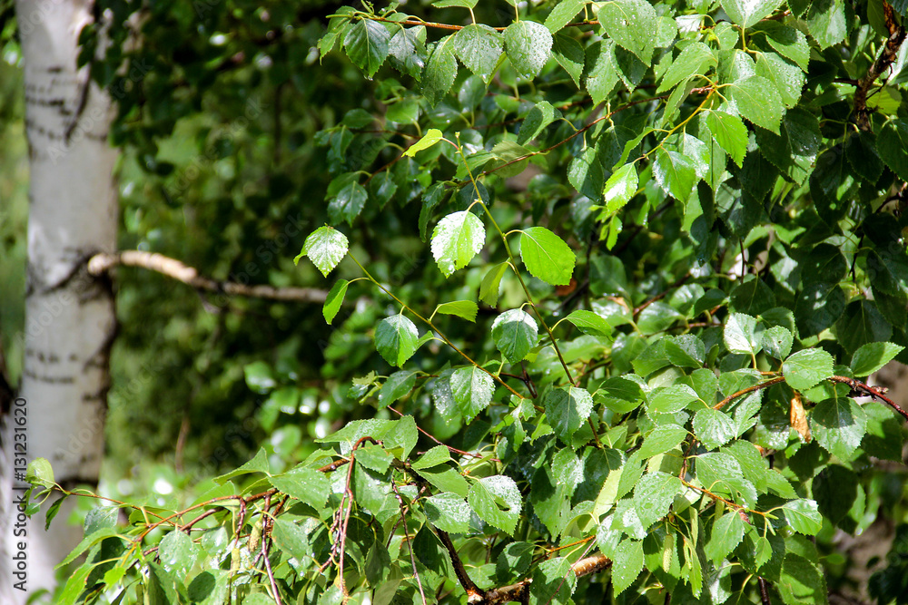 Obraz premium Tall slender white birch trunks with fresh leaves