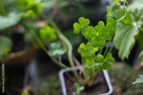 Lucky clover planting as ho...