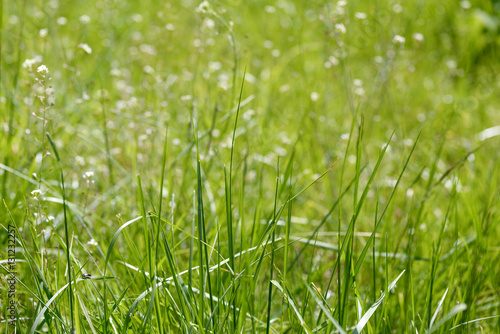 Texture of fresh green grass field used for background. Texture of bright long green grass meadow with sun lights as background. Green grass. Natural background texture. Fresh spring green grass.