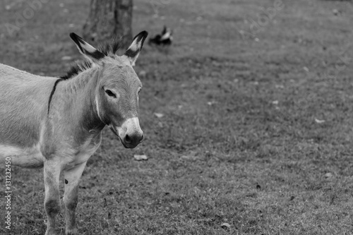 Donkey Portrait Black and White