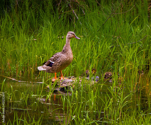 Watchful momma mallard with ducklings