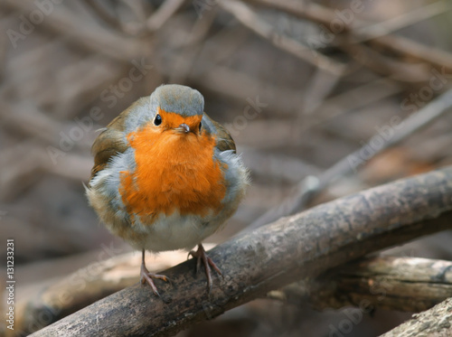 bird Robin sitting among the branches in the autumn forest