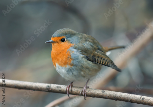 bird Robin sitting among the branches in the autumn